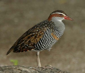 Buff-banded-Rail-1