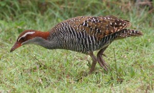 Buff-banded-Rail-2