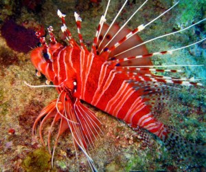 redlionfish