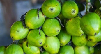 Betel nut