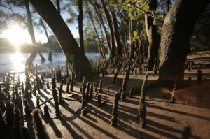 Mangroves-1024x682