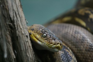 TimorPython