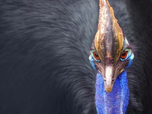 Cassowary_head_frontal_news