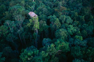 Irian Jaya's Kombai and Korowai people live in houses built in the treetops.