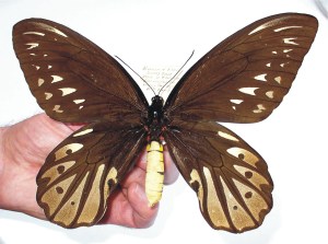 ornithoptera_alexandrae_f2
