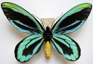 ornithoptera_alexandrae_m1