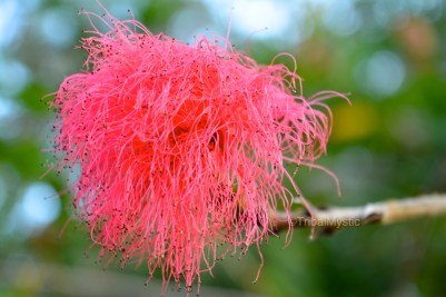 Watermarked Photos-2