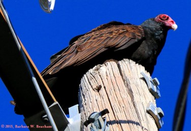 2015-10-26-c2a9-2015-barbara-w-beacham