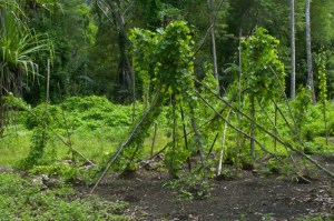 5567559375_8ec7b4d105_b