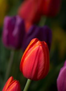 tulip
